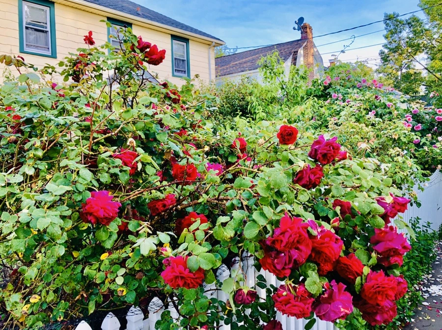 IMG_8080.jpg?type=w966