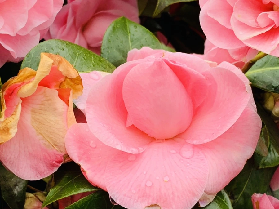 IMG_1402.jpg?type=w966