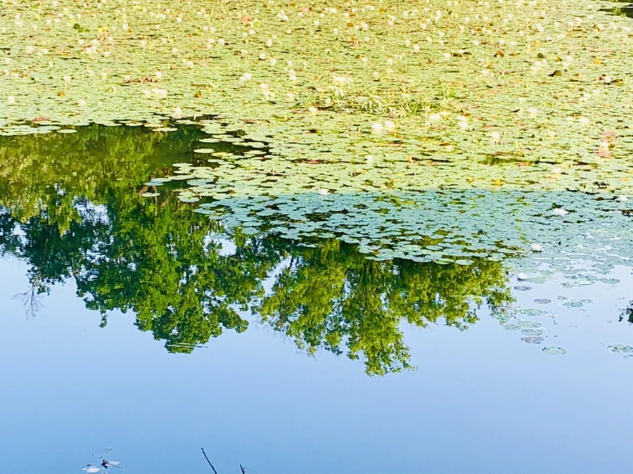 IMG_1867.jpg?type=w966