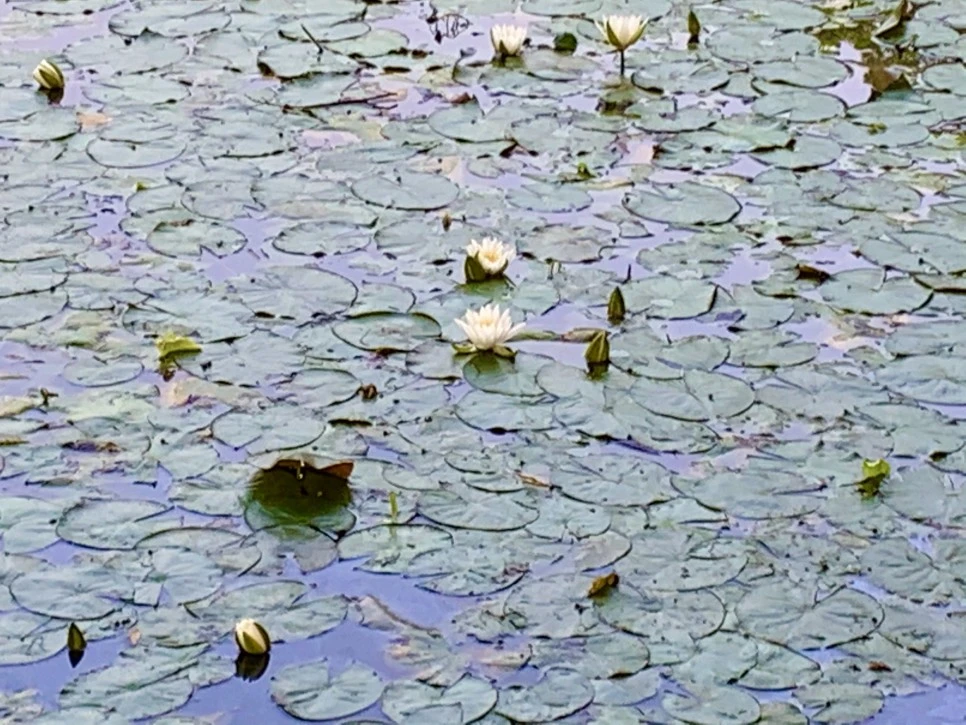 IMG_8592.jpg?type=w966