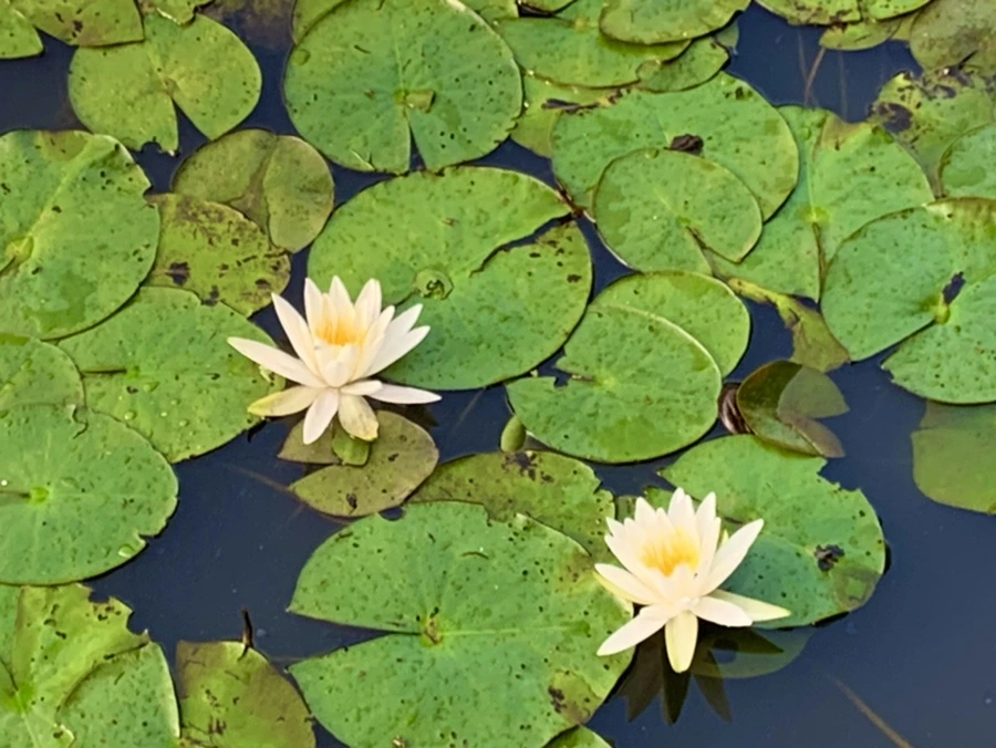 IMG_0783.jpg?type=w966