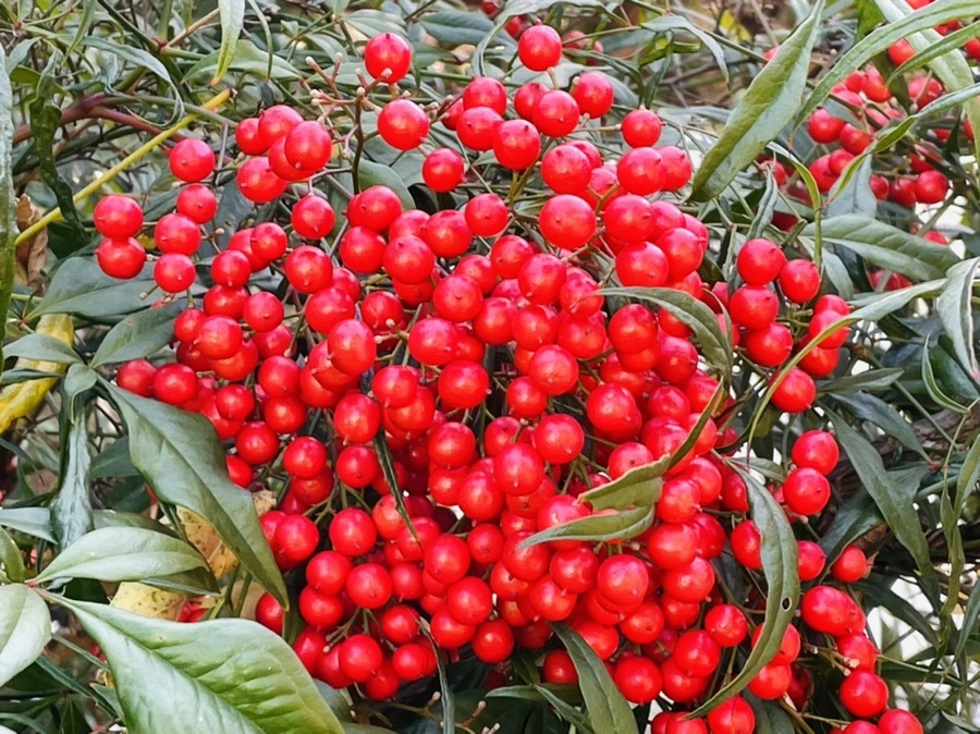 IMG_6046.jpg?type=w966