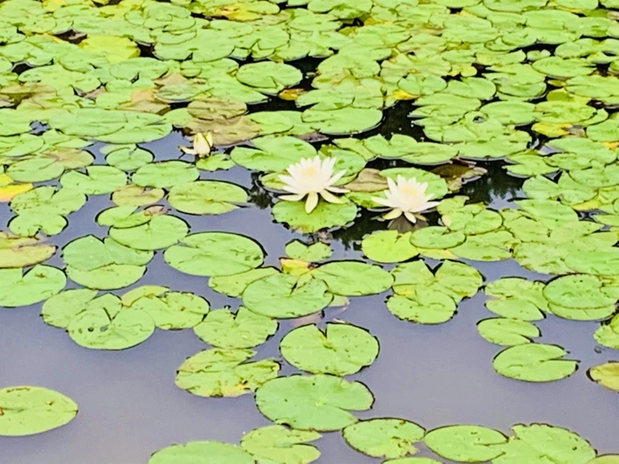 IMG_7180.jpg?type=w966