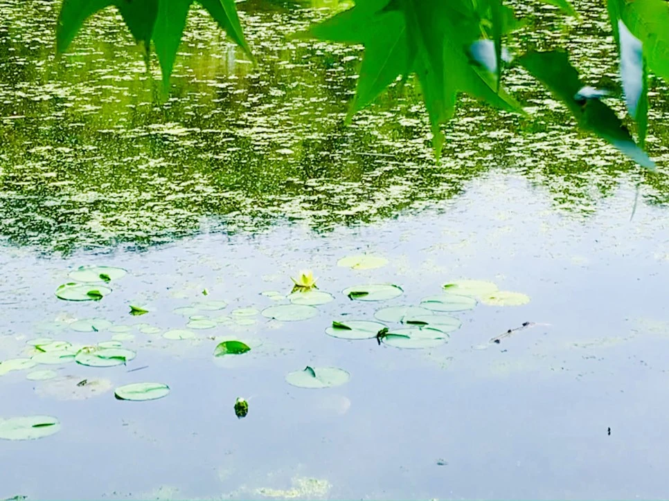 IMG_1202.jpg?type=w966