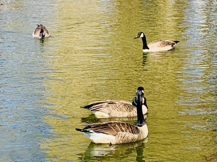 IMG_3076.jpg?type=w966