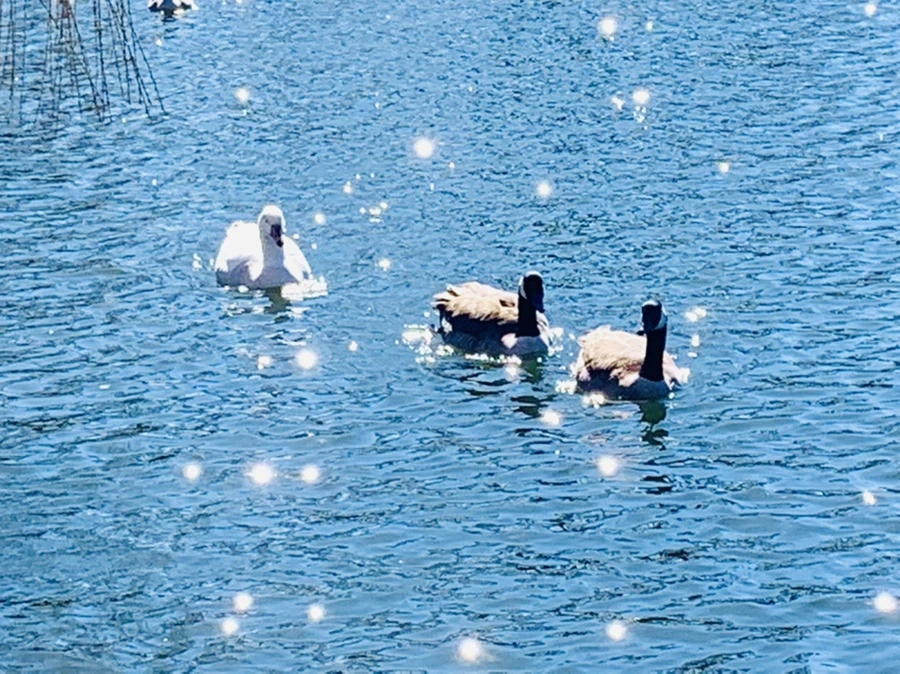 IMG_7601.jpg?type=w966