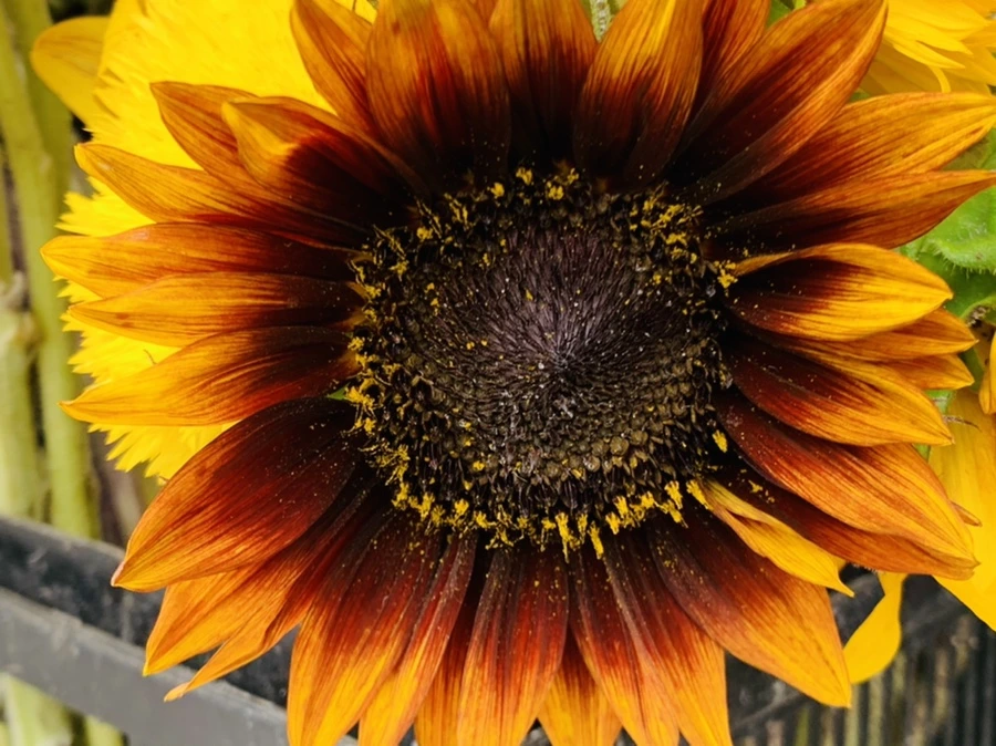 IMG_6634.jpg?type=w966