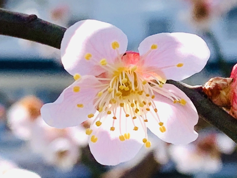 IMG_4240.jpg?type=w966