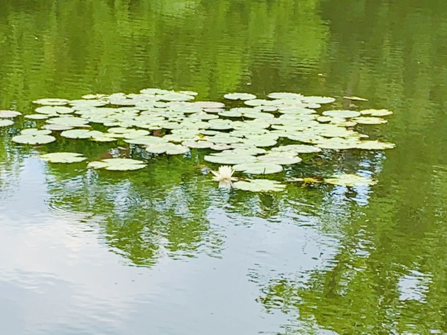 IMG_0761.jpg?type=w966