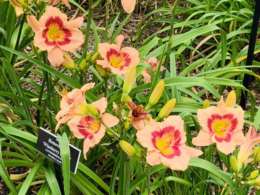 IMG_2574.jpg?type=w966