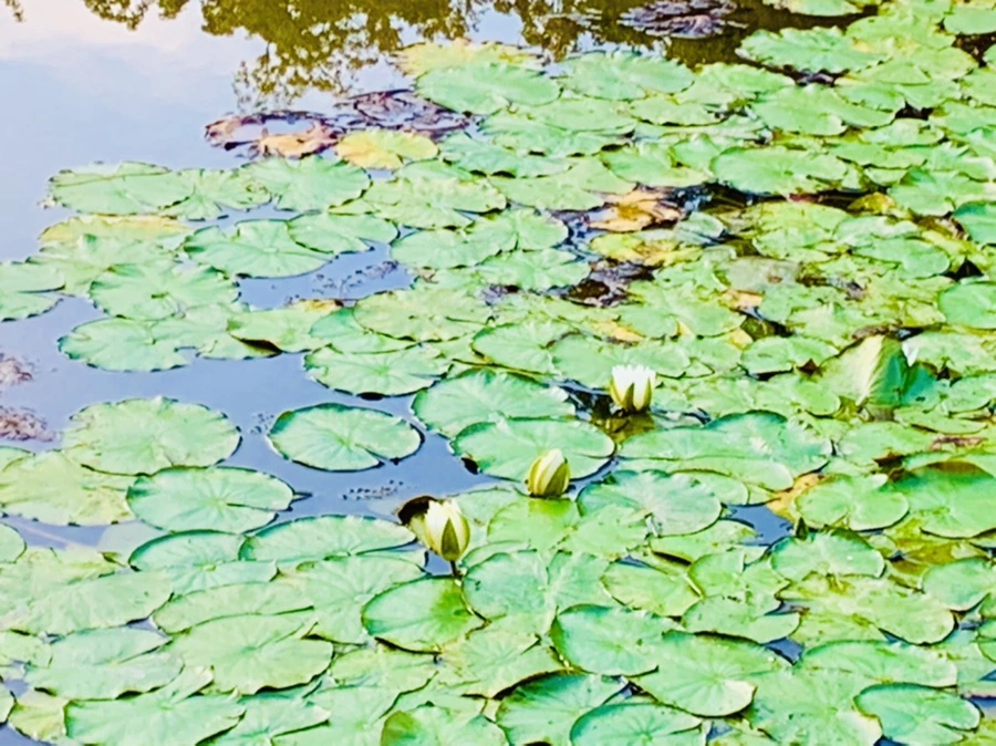 IMG_7890.jpg?type=w966