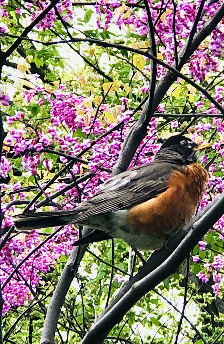 IMG_3817.jpg?type=w966