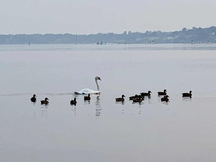 IMG_8410.jpg?type=w966