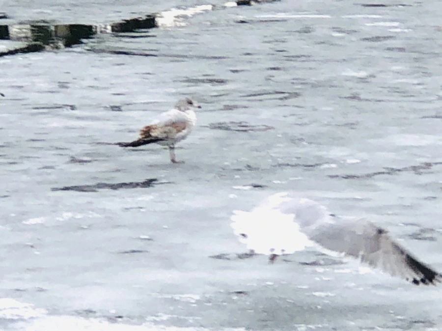 IMG_6367.jpg?type=w966