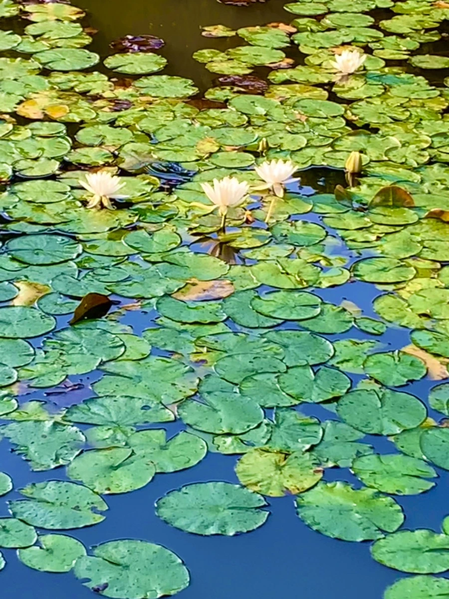 IMG_0790.jpg?type=w966