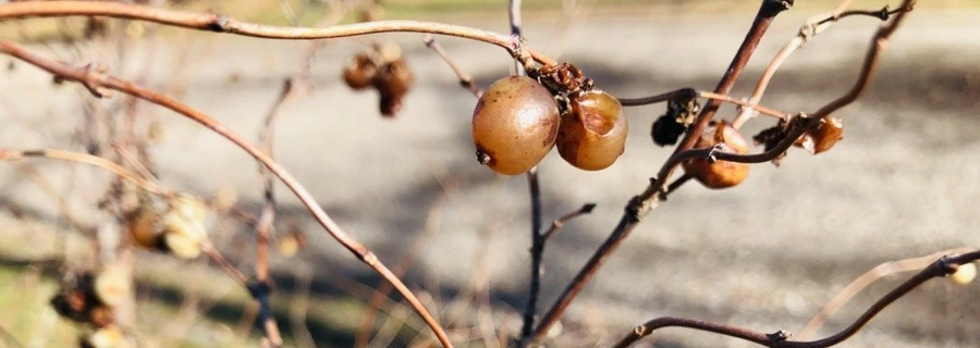 gJCeoxbJXAb8GTeqipV4TQK1hFc