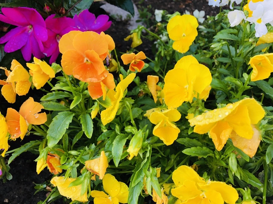 IMG_2518.jpg?type=w966