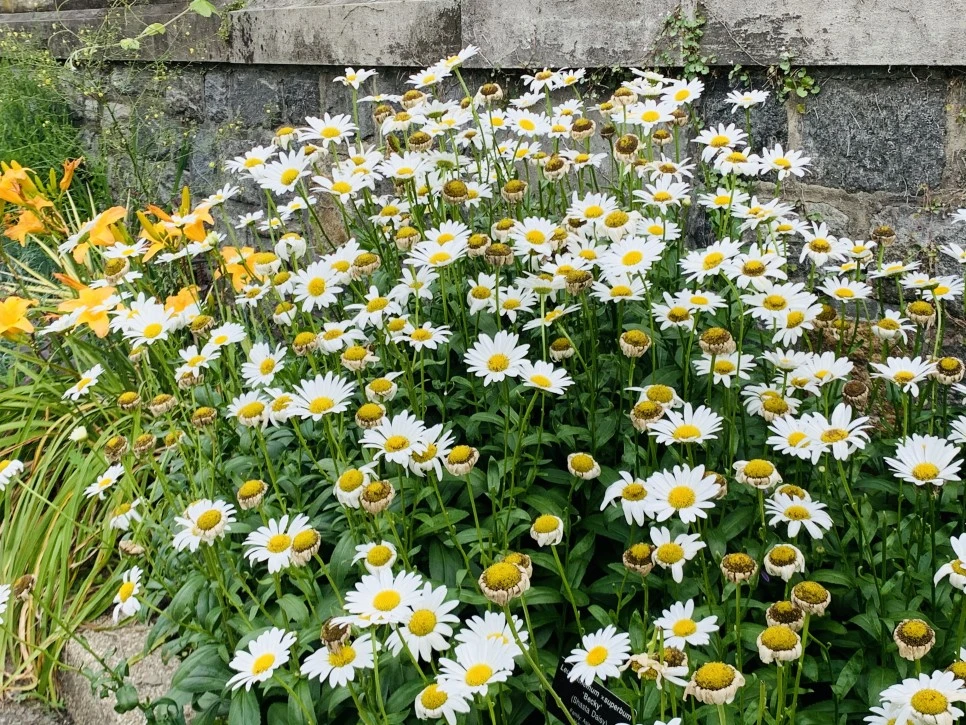 IMG_9345.jpg?type=w966