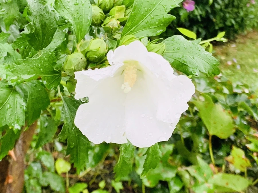 IMG_3741.jpg?type=w966