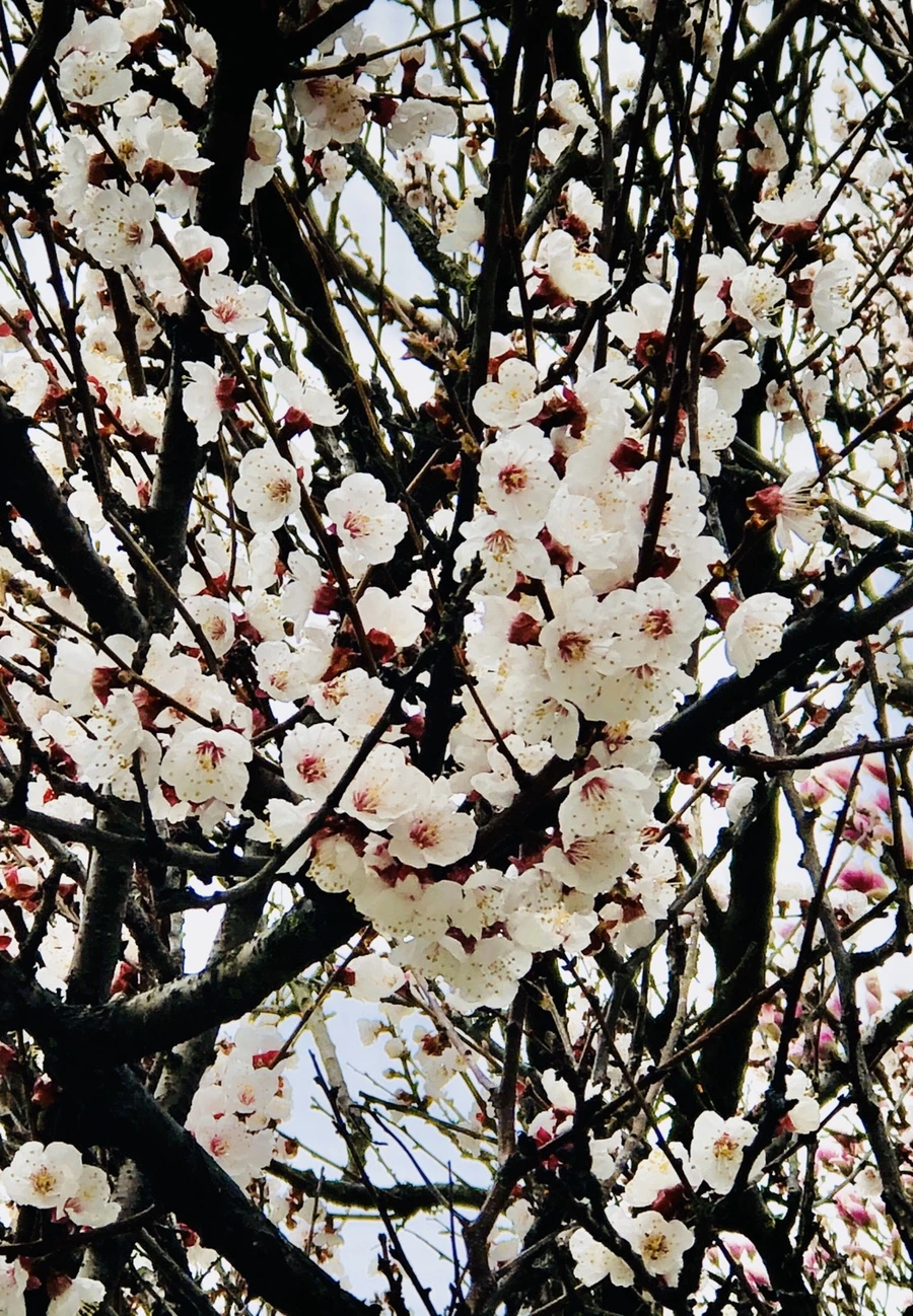 IMG_6426.jpg?type=w966