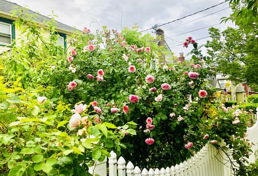 IMG_8128.jpg?type=w966