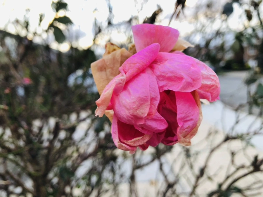 IMG_8201.jpg?type=w966