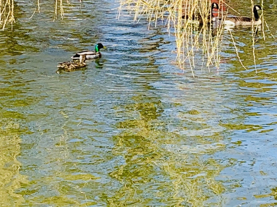 IMG_3095.jpg?type=w966