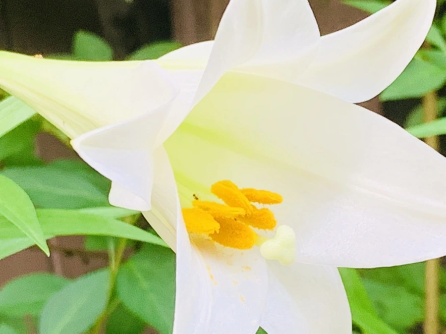 IMG_1028.jpg?type=w966