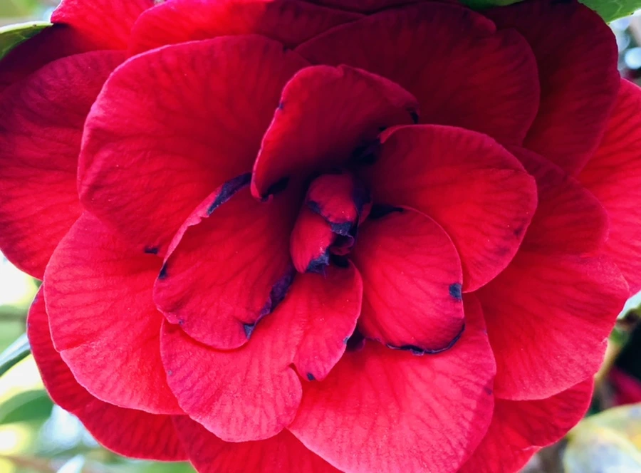 IMG_0547.jpg?type=w966