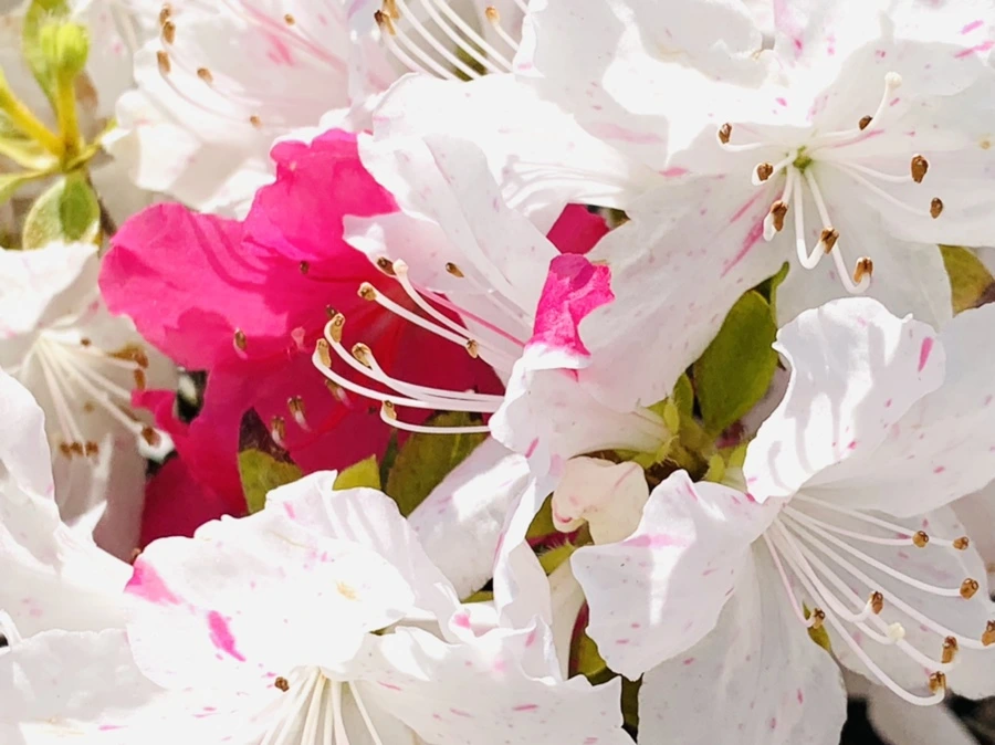 IMG_1071.jpg?type=w966