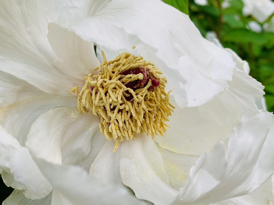 IMG_8961.jpg?type=w966