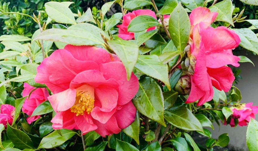 IMG_6238.jpg?type=w966