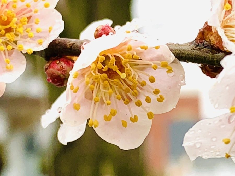 IMG_1850.jpg?type=w966