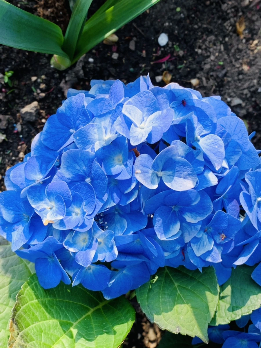 IMG_5011.jpg?type=w966