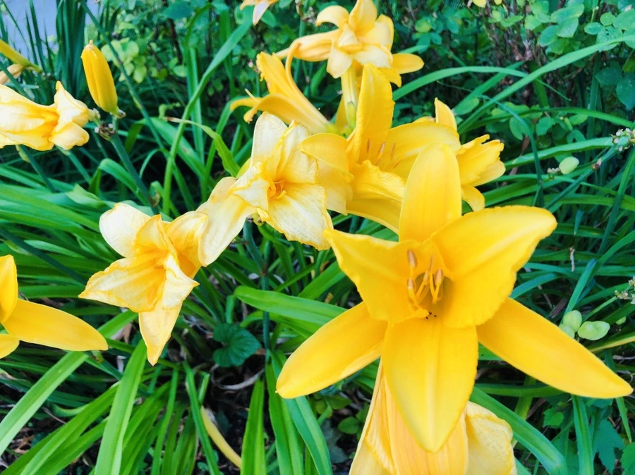 IMG_2393.jpg?type=w966