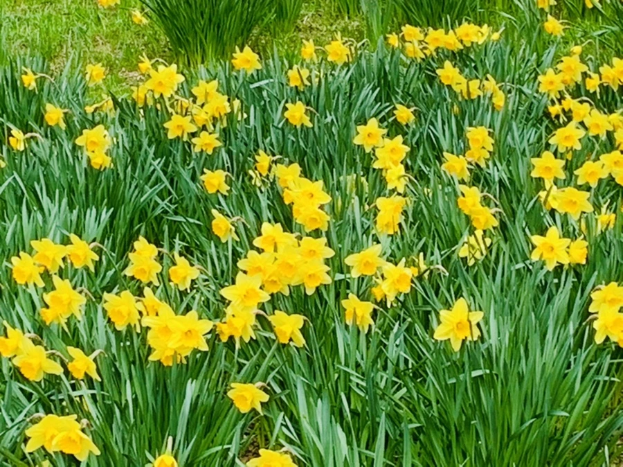 IMG_7274.jpg?type=w966