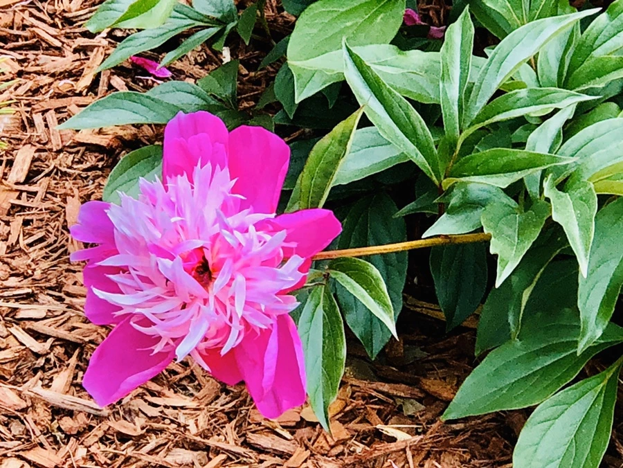 IMG_7940.jpg?type=w966