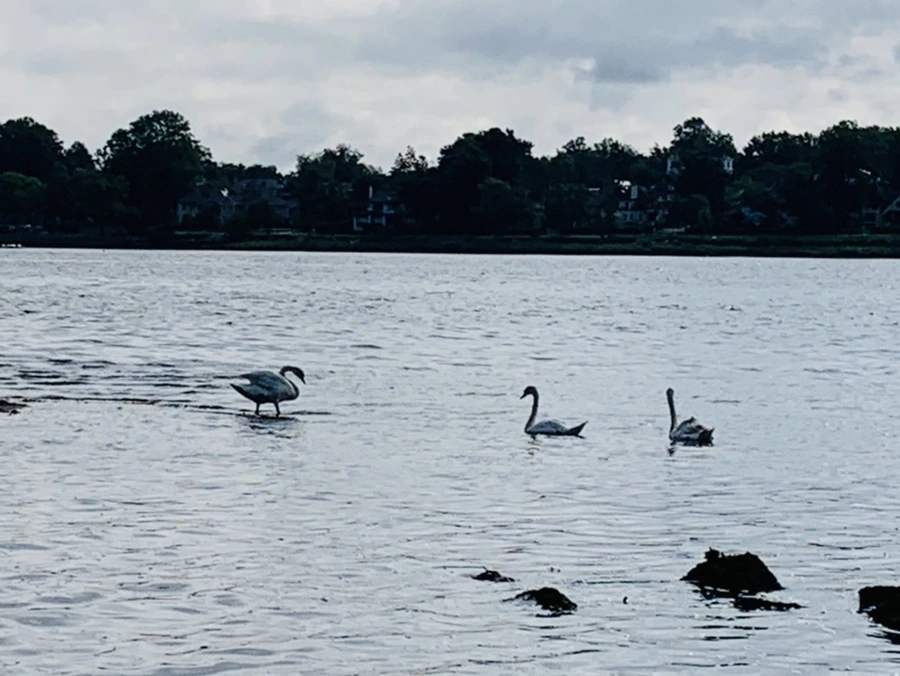 IMG_3227.jpg?type=w966