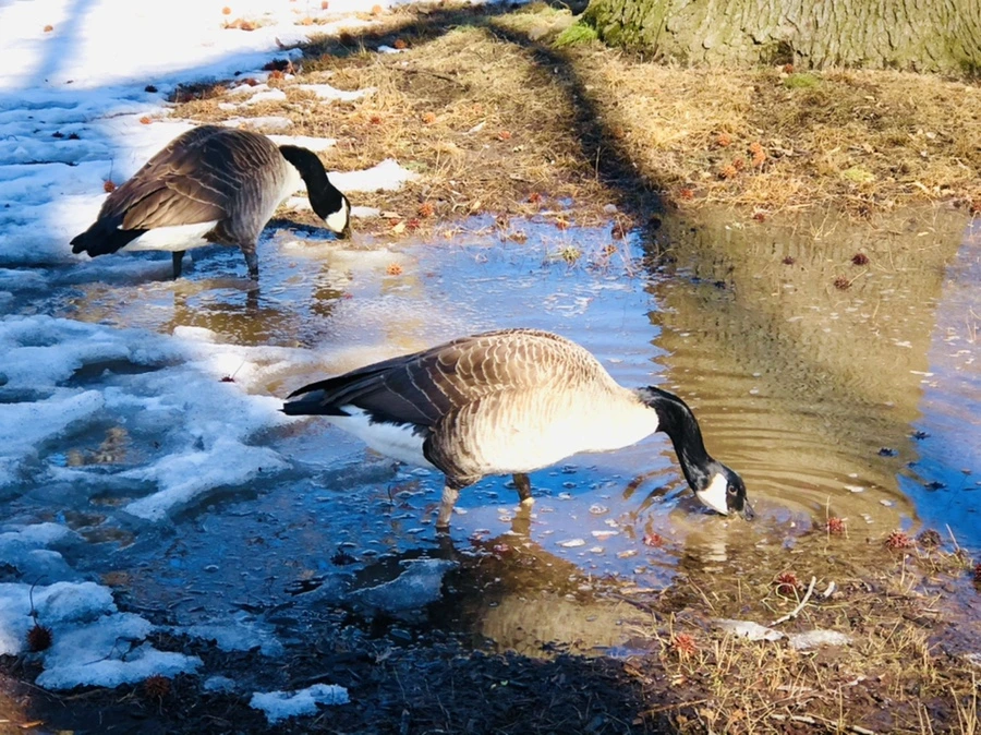 IMG_4531.jpg?type=w966