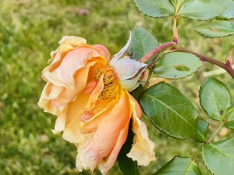 IMG_5892.jpg?type=w966