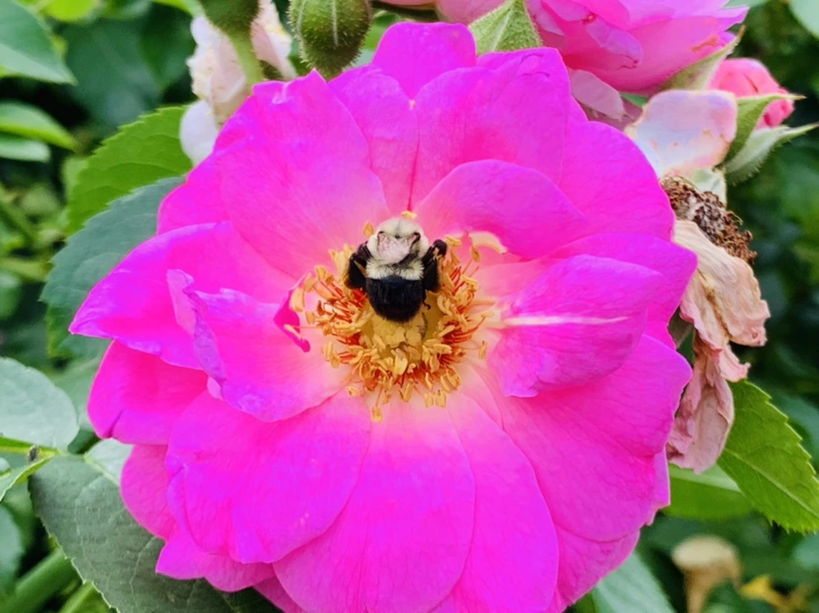 IMG_5022.jpg?type=w966