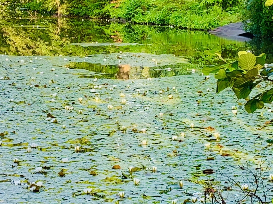 IMG_4335.jpg?type=w966