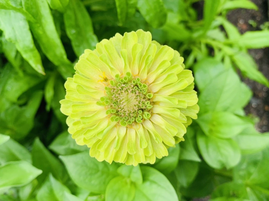 IMG_9550.jpg?type=w966