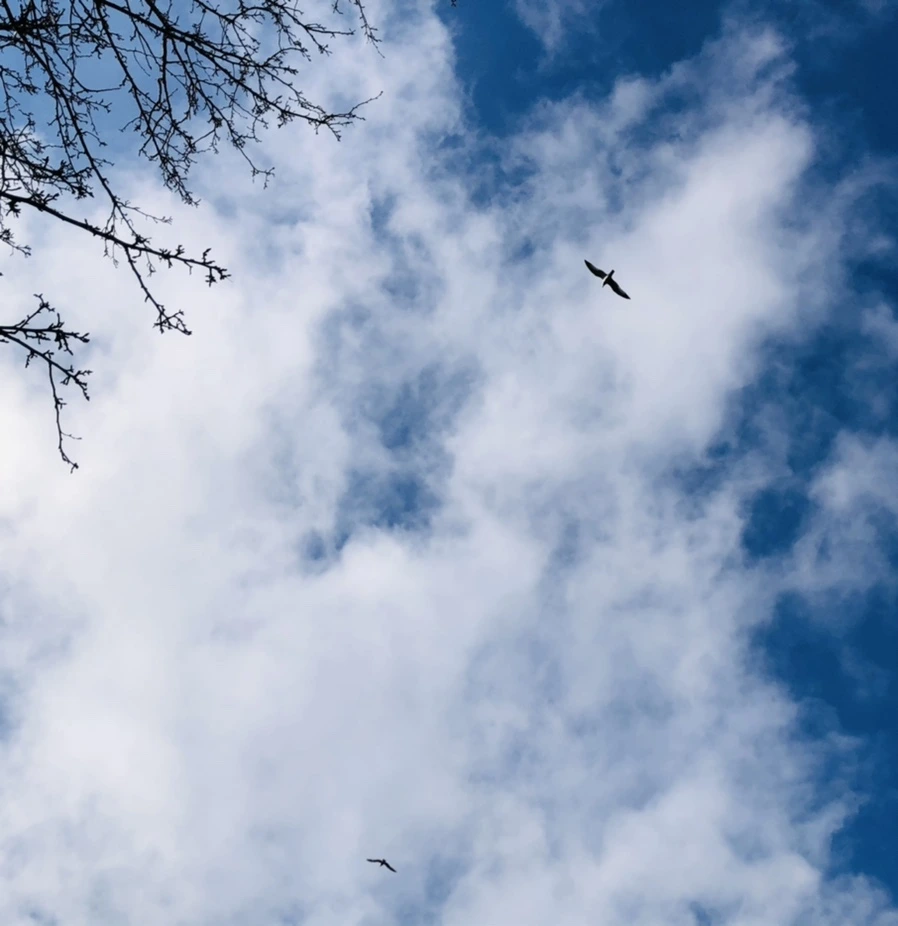 IMG_3504.jpg?type=w966