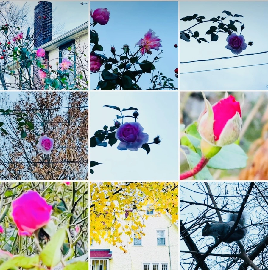 IMG_6811.jpg?type=w966