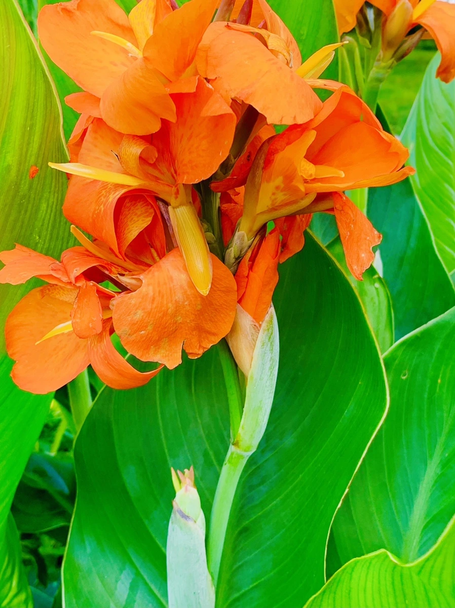 IMG_0651.jpg?type=w966