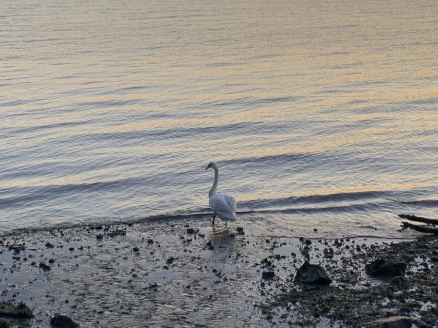 IMG_9515.jpg?type=w966