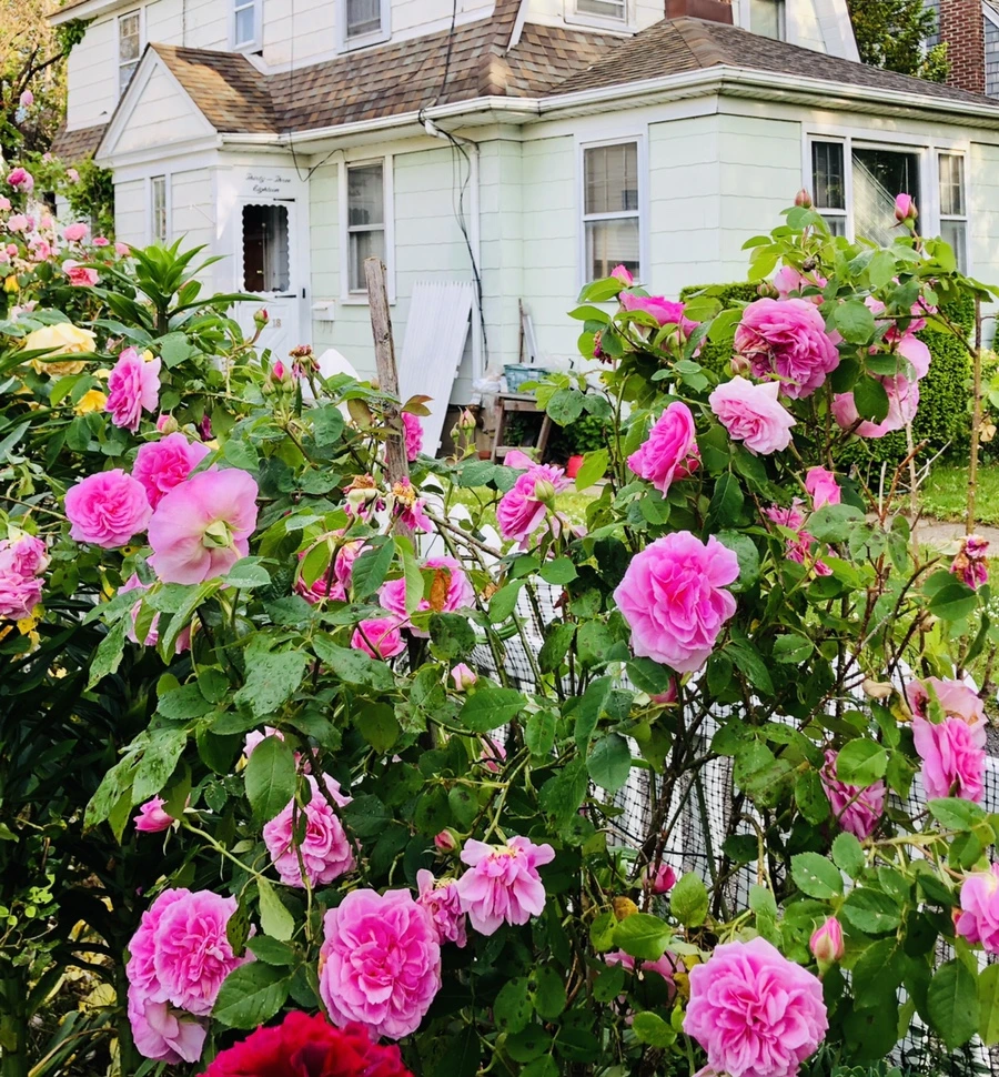 IMG_7623.jpg?type=w966