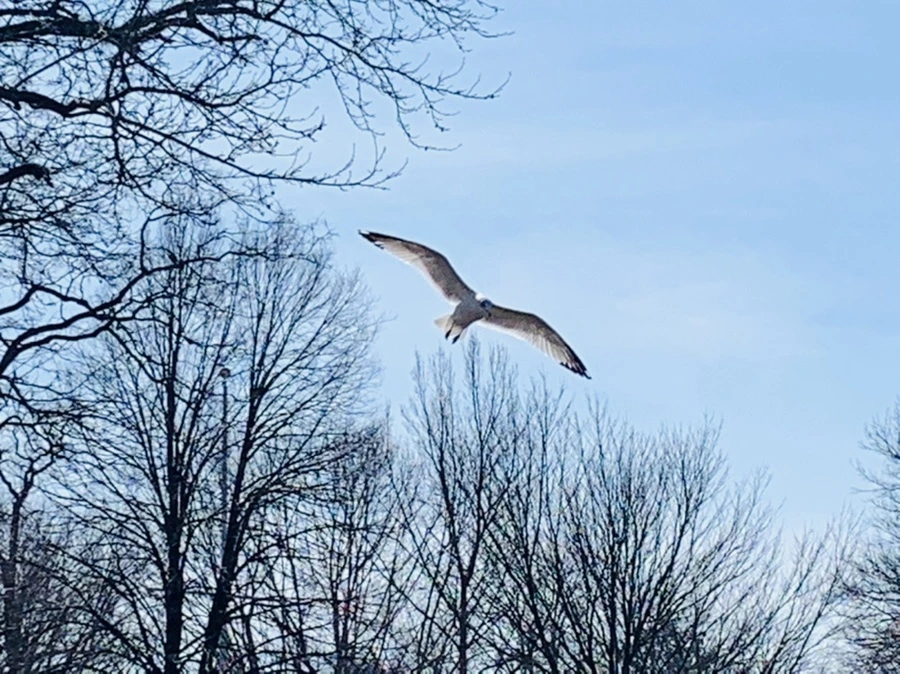 IMG_9351.jpg?type=w966