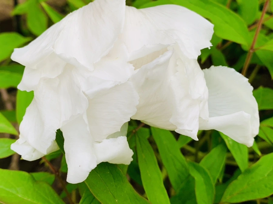 IMG_8955.jpg?type=w966